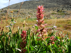 Castilleja elmeri