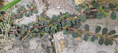 Euphorbia mendezii