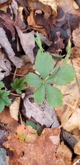 Potentilla canadensis