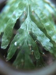 Hymenophyllaceae