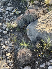 Echinocactus horizonthalonius