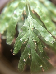 Hymenophyllaceae