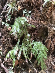 Hymenophyllaceae