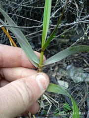 Sporobolus anglicus