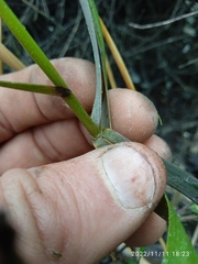 Sporobolus anglicus