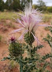 Cirsium ochrocentrum