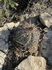 Echinocactus horizonthalonius