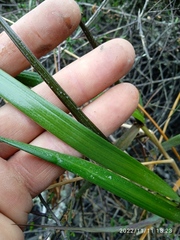 Sporobolus anglicus