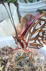 Dione vanillae