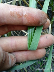 Sporobolus anglicus