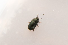 Brassicogethes aeneus