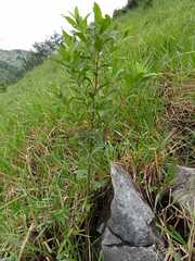 Vernonanthura patens