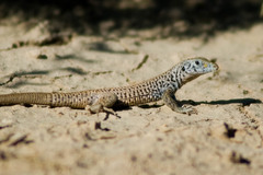 Aspidoscelis tigris tigris