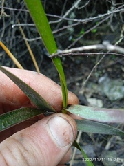 Sporobolus anglicus