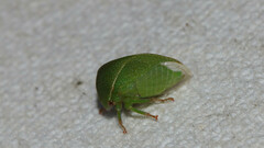 Spissistilus festinus