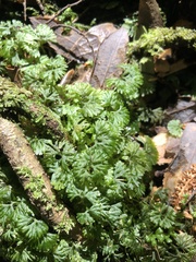 Hymenophyton flabellatum