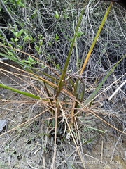 Sporobolus anglicus