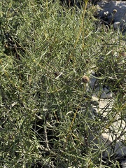 Sidneya tenuifolia