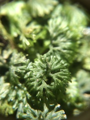 Hymenophyton flabellatum