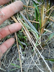 Sporobolus anglicus