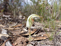 Pterostylis erythroconcha