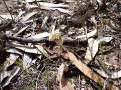 Pterostylis erythroconcha