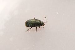 Brassicogethes aeneus