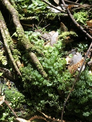 Hymenophyton flabellatum