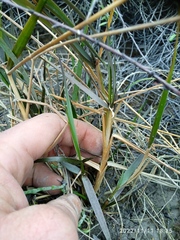 Sporobolus anglicus