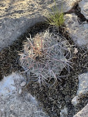 Echinocactus horizonthalonius