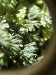 Hymenophyton flabellatum