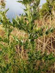 Cirsium ochrocentrum