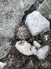 Echinocactus horizonthalonius