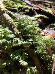 Hymenophyton flabellatum