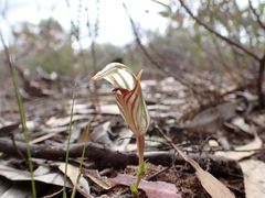 Pterostylis erythroconcha