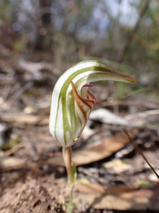 Pterostylis erythroconcha