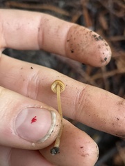 Galerina semilanceata