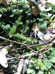 Ptychomnion aciculare