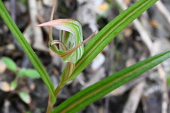 Pterostylis irsoniana