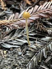 Galerina semilanceata