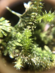 Ptychomnion aciculare