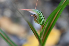 Pterostylis irsoniana