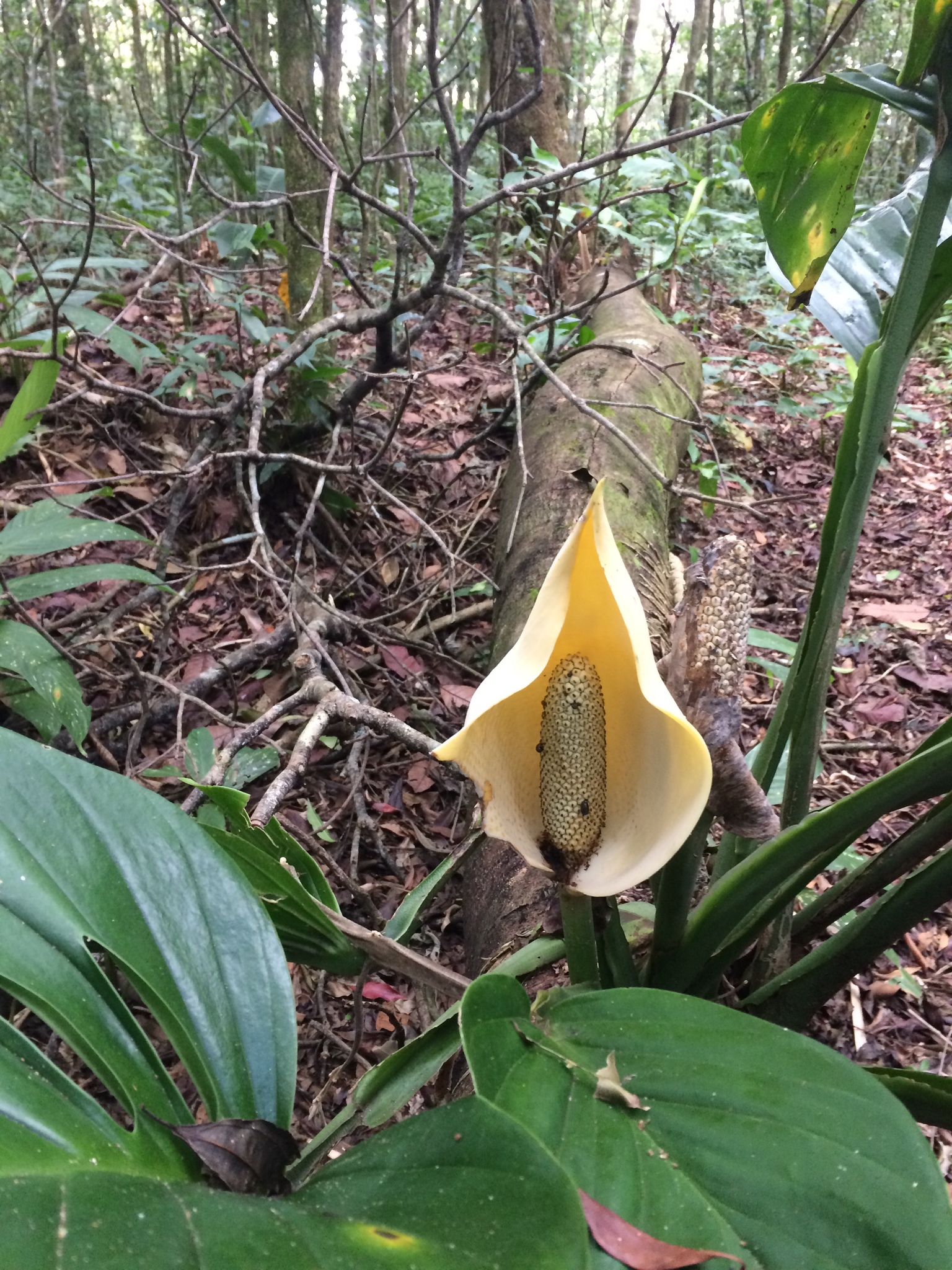 akebia plant Akebia Quinata Seeds – Unique Flowering Vine for Planting – Pure Asia Seeds main image 1