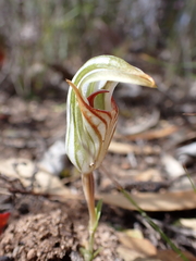 Pterostylis erythroconcha