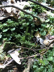 Ptychomnion aciculare