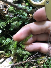 Ptychomnion aciculare