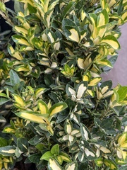 Ligustrum ovalifolium