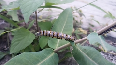 Danaus