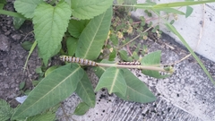Danaus