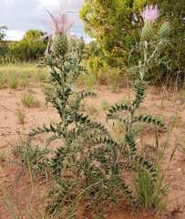 Cirsium ochrocentrum